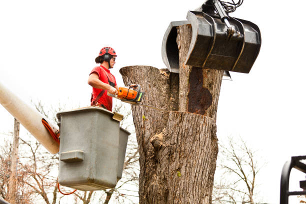 Professional Tree Care in Raymore, MO